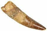 Fossil Spinosaurus Tooth - Real Dinosaur Tooth #350132-1